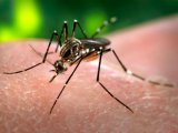 El mosquito Aedes aegypti, puede transmitir el dengue con su picadura.