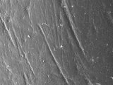 Estrías observadas con un microscopio en un diente de 'Homo heidelbergensis' encontrado en la Sima de los Huesos, en Atapuerca.